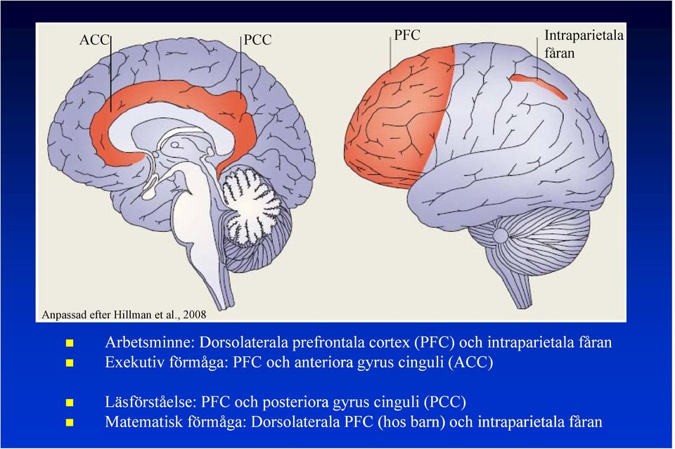 intraparietala i fåran Exekutiv förmåga: PFC och anteriora gyrus cinguli (ACC)