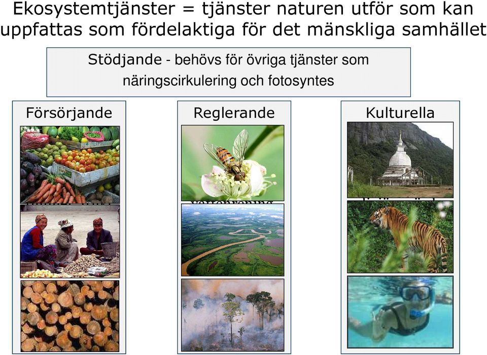 produceras av ekosystemet som fisk, timmer, frukt mm Reglerande Tjänster som produceras av ekosystemet som