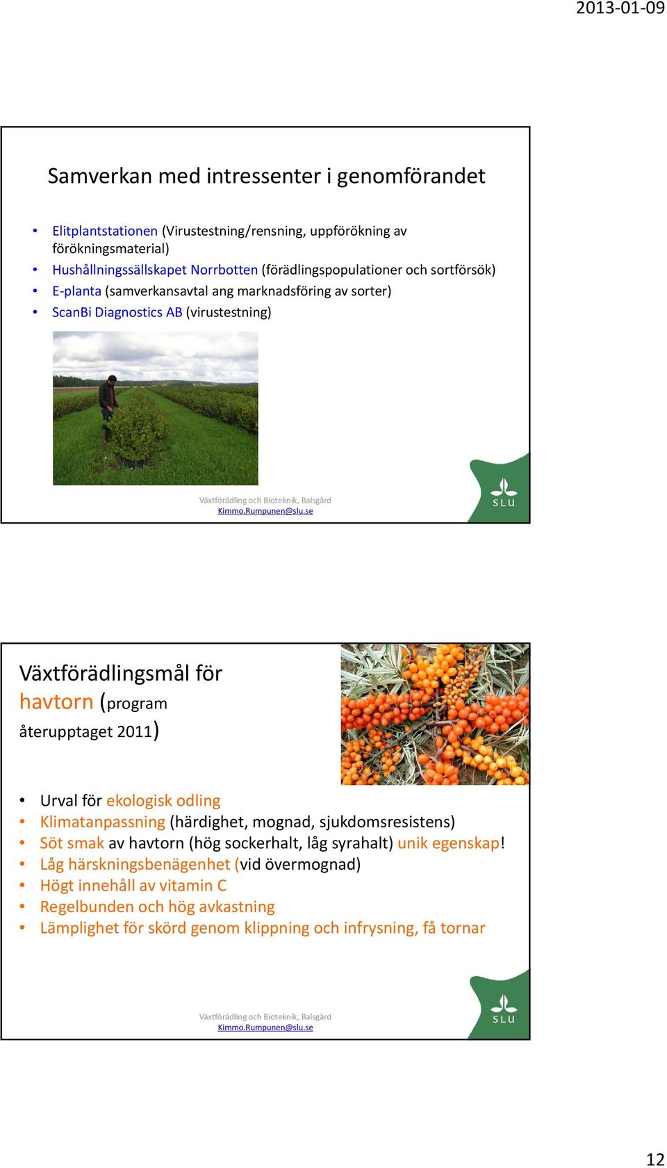 (program återupptaget 2011) Urval för ekologisk odling Klimatanpassning (härdighet, mognad, sjukdomsresistens) Söt smak av havtorn (hög sockerhalt, låg syrahalt)