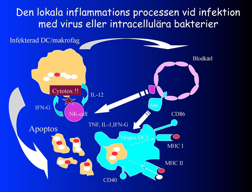 DC/makrofag Blodkärl Cytotox!