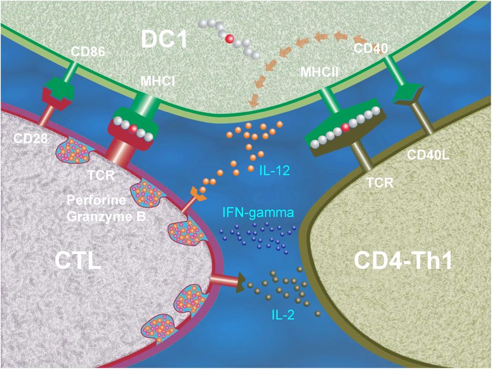 BIL-12r IL-12 IFN-gamma TCR