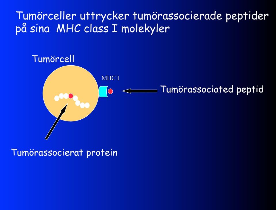 MHC class I molekyler Tumörcell