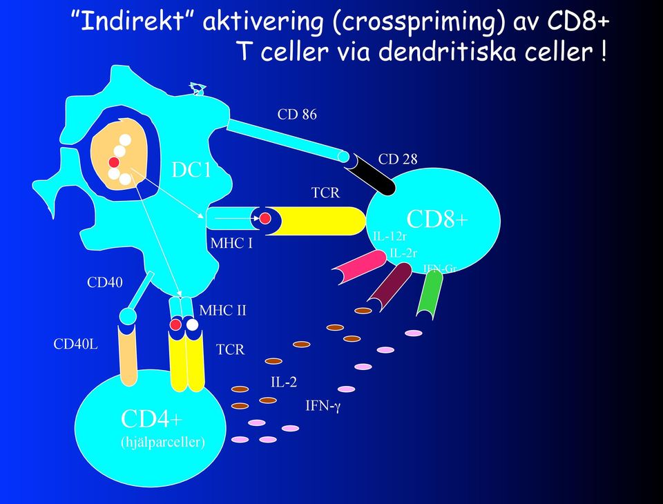 CD 86 CD40 DC1 MHC I TCR CD 28 IL-12r IL-2r