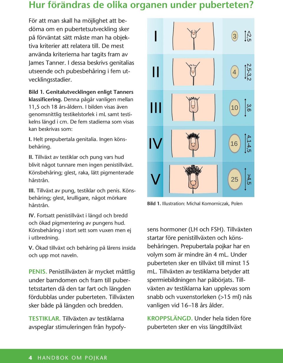 Denna pågår vanligen mellan 11,5 och 18 års-åldern. I bilden visas även genomsnittlig testikelstorlek i ml samt testikelns längd i cm. De fem stadierna som visas kan beskrivas som: I.
