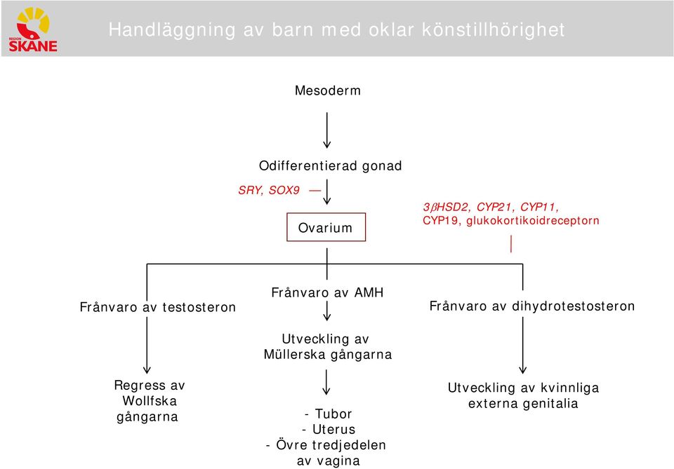 Regress av Wollfska Frånvaro av AMH Müllerska -Tubor -Uterus - Övre