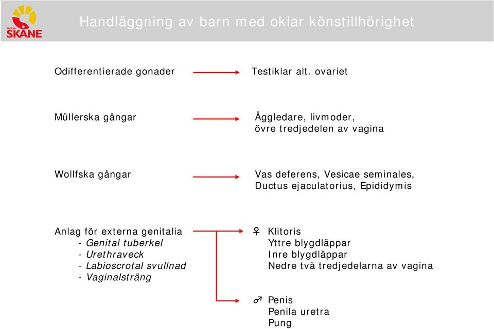 deferens, Vesicae seminales, Ductus ejaculatorius, Epididymis Anlag för externa genitalia Klitoris