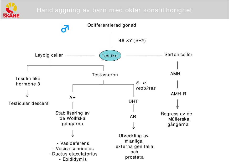 Stabilisering av de Wollfska AR Regress av de Müllerska - Vas deferens - Vesica