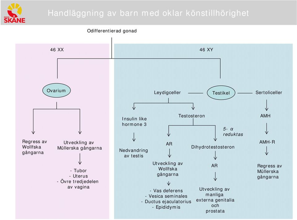 Dihydrotestosteron AMH-R -Tubor -Uterus - Övre tredjedelen av vagina Wollfska - Vas deferens -