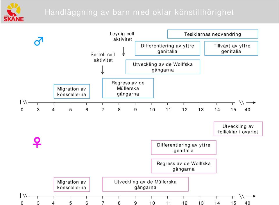 Müllerska 0 3 4 5 6 7 8 9 10 11 12 13 14 15 40 Differentiering av yttre genitalia follicklar i