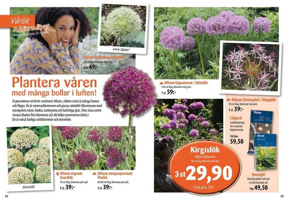 (Hos vissa sorter vissnar bladen före blomman och då döljer perennerna detta.) De är också härliga snittblommor och eterneller. Allium Giganteum / Jättelök 150 cm hög, blommar maj-juni.