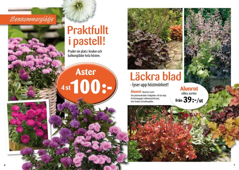 Aster 4st100:- Läckra blad - lyser upp höstmörkret!