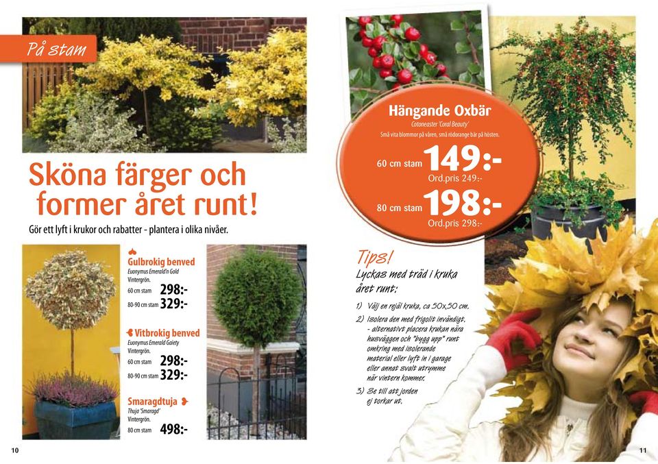 60 cm stam 298:- 80-90 cm stam 329:- Hängande Oxbär Cotoneaster Coral Beauty Små vita blommor på våren, små rödorange bär på hösten. 60 cm stam Tips! Lyckas med träd i kruka året runt: 149:- Ord.