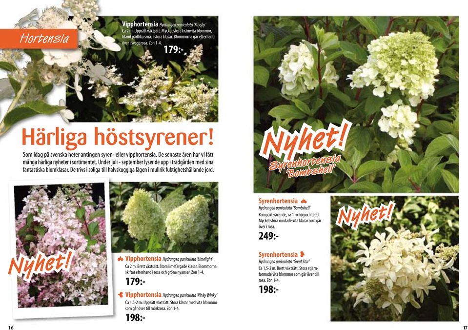 Syrenhortensia Bombshell Syrenhortensia Hydrangea paniculata Bombshell Kompakt växande, ca 1 m hög och bred. Mycket stora rundade vita klasar som går över i rosa. 249:- Nyhet!