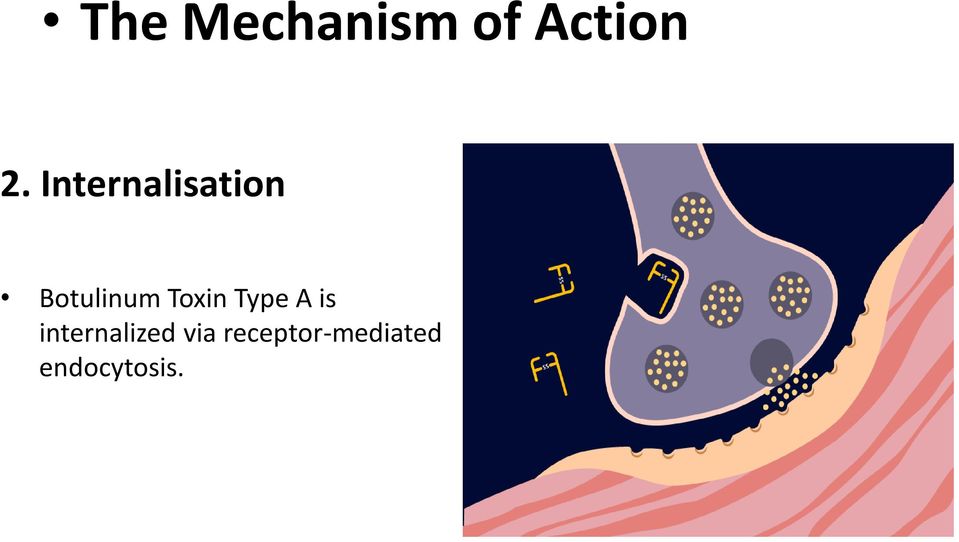 Toxin Type A is internalized