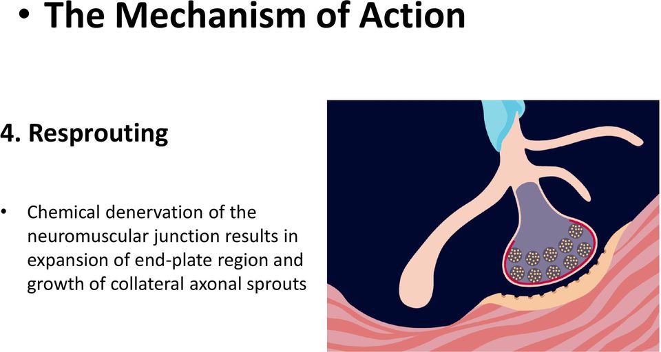 neuromuscular junction results in