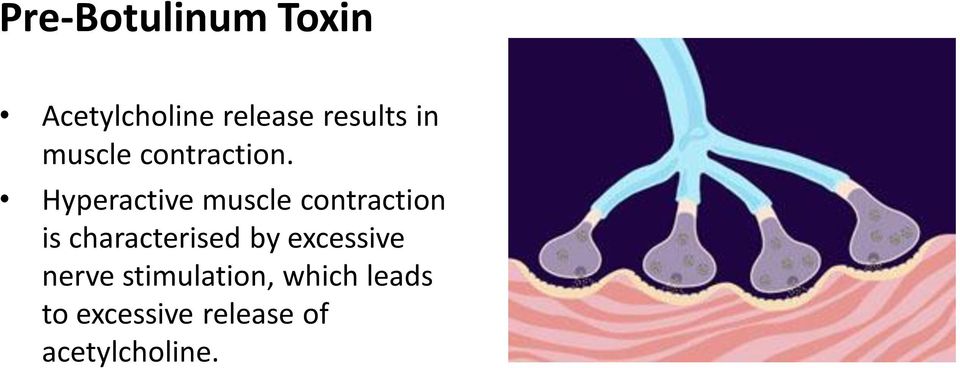 Hyperactive muscle contraction is characterised by