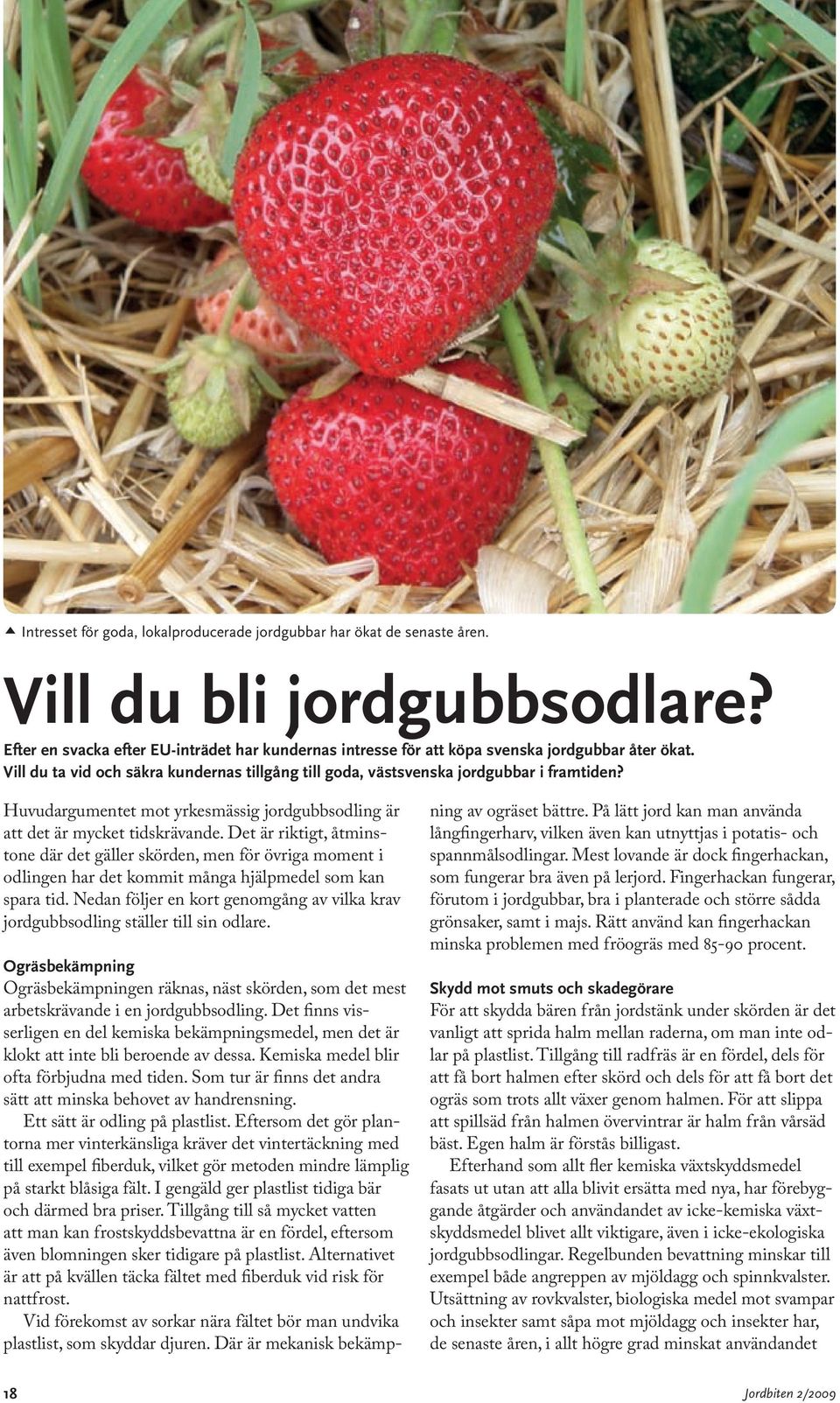 Huvudargumentet mot yrkesmässig jordgubbsodling är att det är mycket tidskrävande.