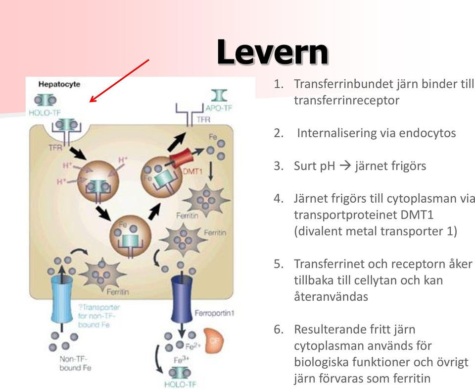 Järnet frigörs till cytoplasman via transportproteinet DMT1 (divalent metal transporter 1) 5.