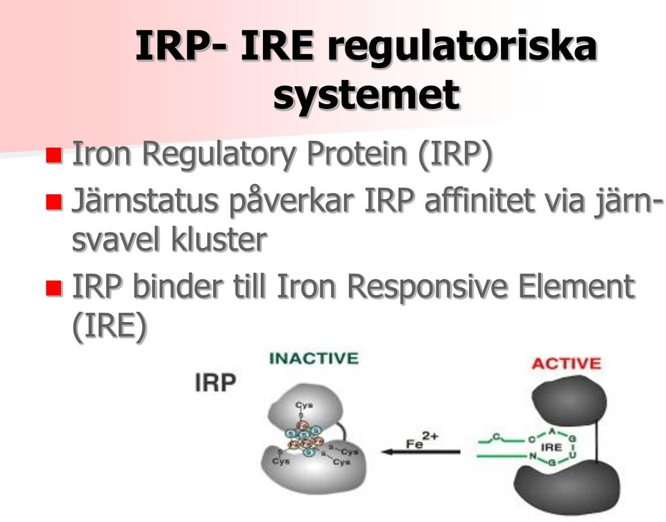 påverkar IRP affinitet via järnsvavel