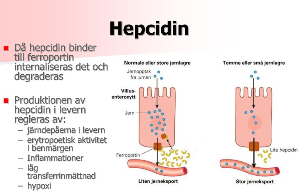 regleras av: järndepåerna i levern erytropoetisk