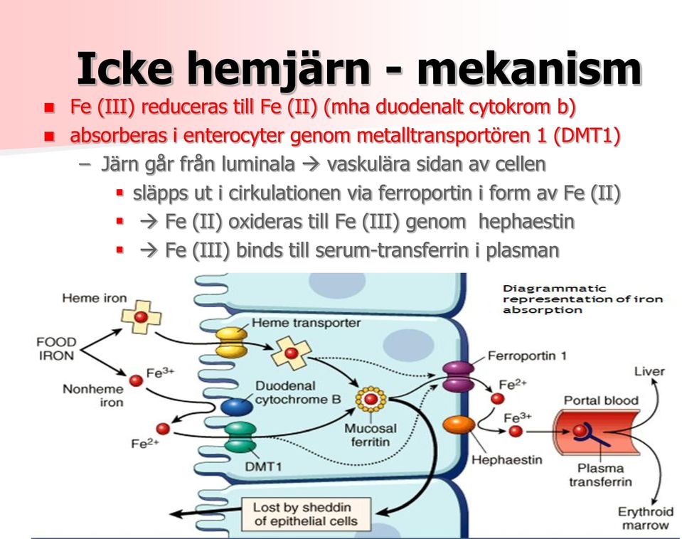 vaskulära sidan av cellen släpps ut i cirkulationen via ferroportin i form av Fe (II)