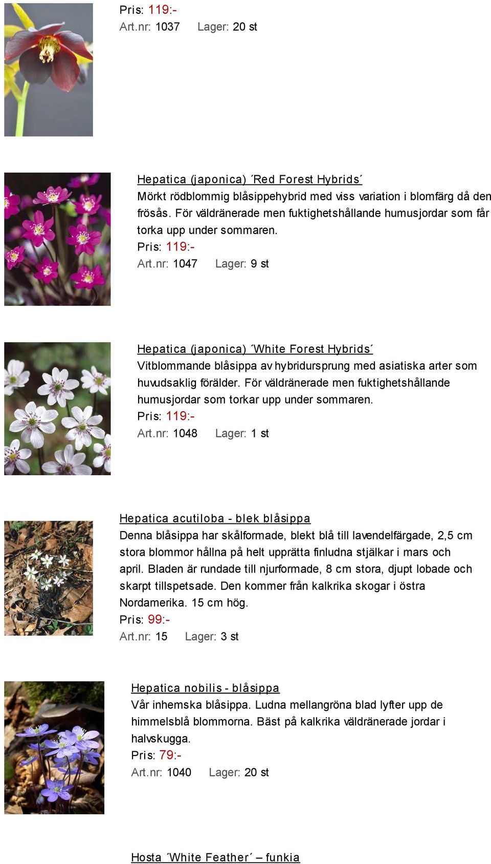 nr: 1047 Lager: 9 st Hepatica (japonica) White Forest Hybrids Vitblommande blåsippa av hybridursprung med asiatiska arter som huvudsaklig förälder.