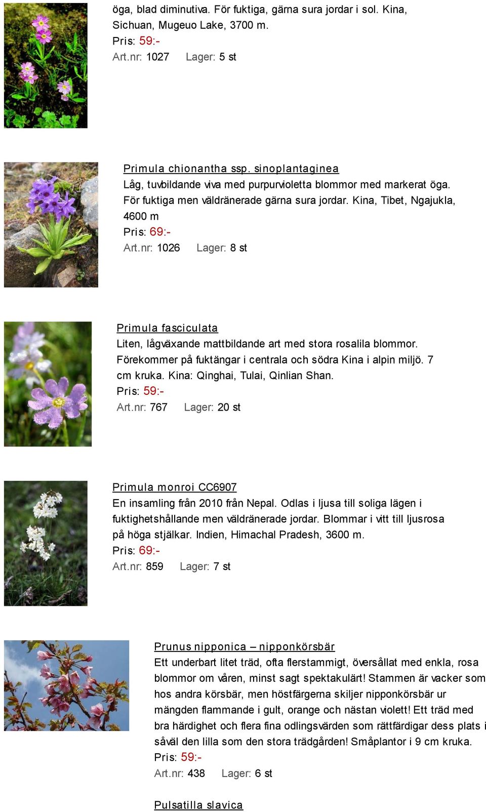 nr: 1026 Lager: 8 st Primula fasciculata Liten, lågväxande mattbildande art med stora rosalila blommor. Förekommer på fuktängar i centrala och södra Kina i alpin miljö. 7 cm kruka.