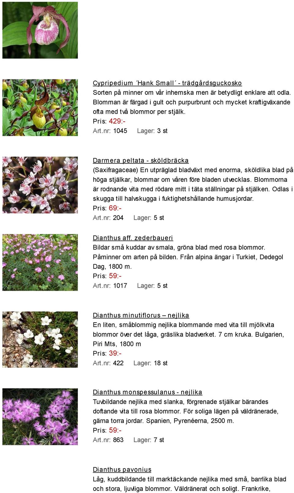 nr: 1045 Lager: 3 st Darmera peltata - sköldbräcka (Saxifragaceae) En utpräglad bladväxt med enorma, sköldlika blad på höga stjälkar, blommar om våren före bladen utvecklas.
