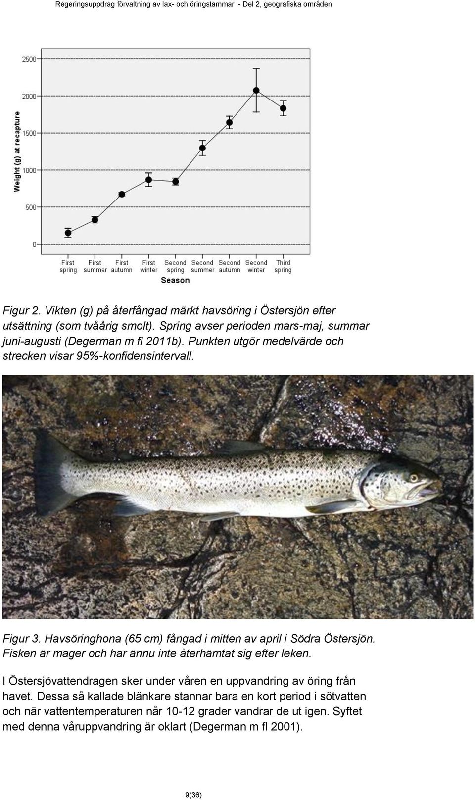 Havsöringhona (65 cm) fångad i mitten av april i Södra Östersjön. Fisken är mager och har ännu inte återhämtat sig efter leken.