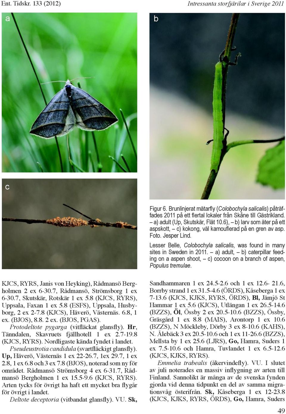 a) adult, b) caterpillar feeding on a aspen shoot, c) cocoon on a branch of aspen, Populus tremulae. KJCS, RYRS, Janis von Heyking), Rådmansö Bergholmen 2 ex 6-30.7, Rådmansö, Strömsborg 1 ex 6-30.