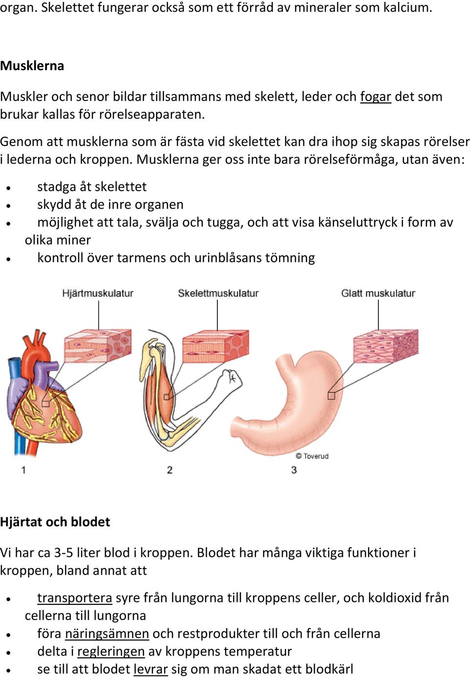 Musklerna ger oss inte bara rörelseförmåga, utan även: stadga åt skelettet skydd åt de inre organen möjlighet att tala, svälja och tugga, och att visa känseluttryck i form av olika miner kontroll