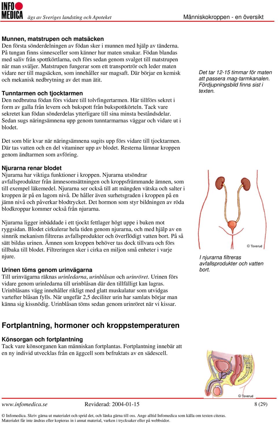 Matstrupen fungerar som ett transportrör och leder maten vidare ner till magsäcken, som innehåller sur magsaft. Där börjar en kemisk och mekanisk nedbrytning av det man ätit.