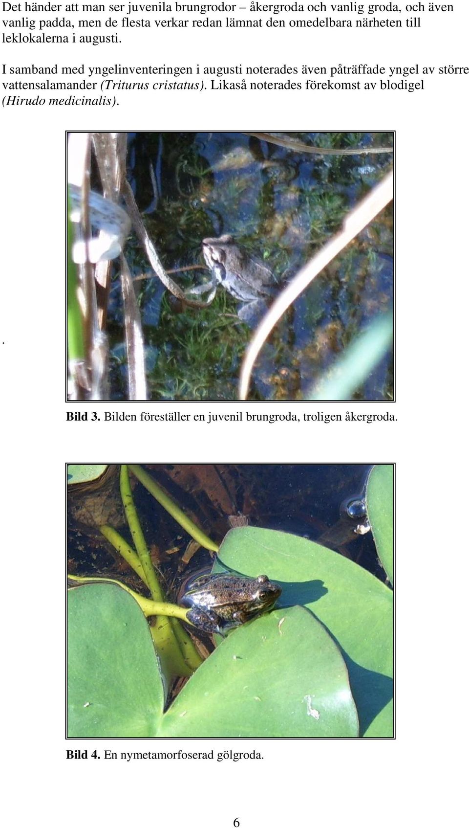 I samband med yngelinventeringen i augusti noterades även påträffade yngel av större vattensalamander (Triturus