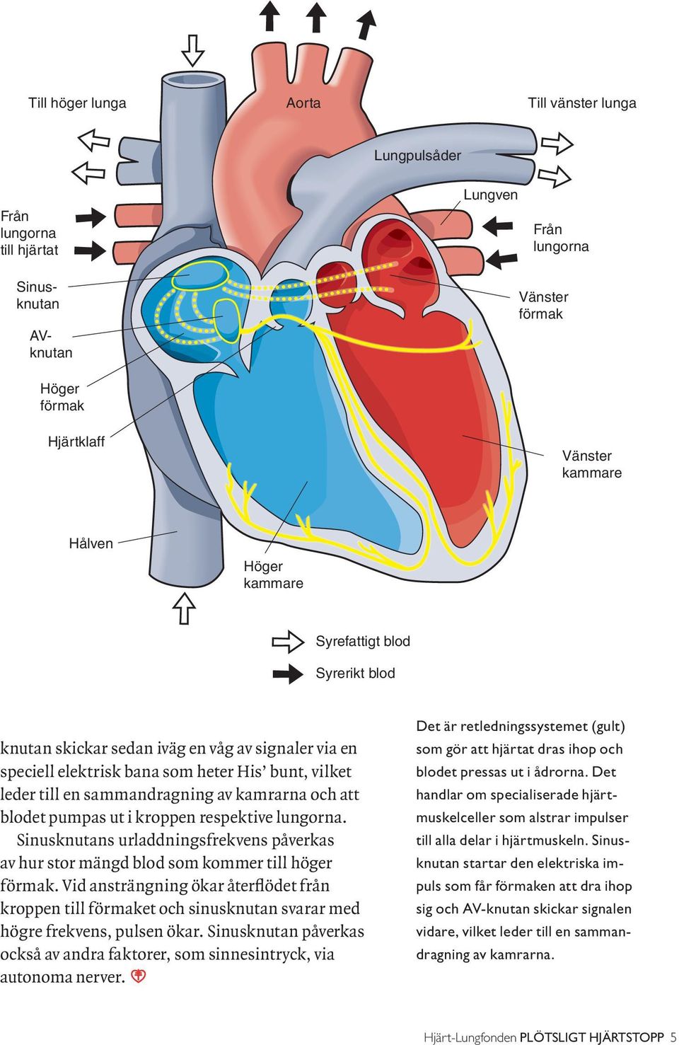 pumpas ut i kroppen respektive lungorna. Sinusknutans urladdningsfrekvens påverkas av hur stor mängd blod som kommer till höger förmak.