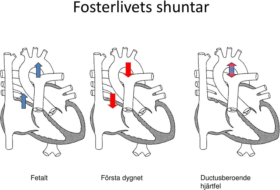 Första dygnet