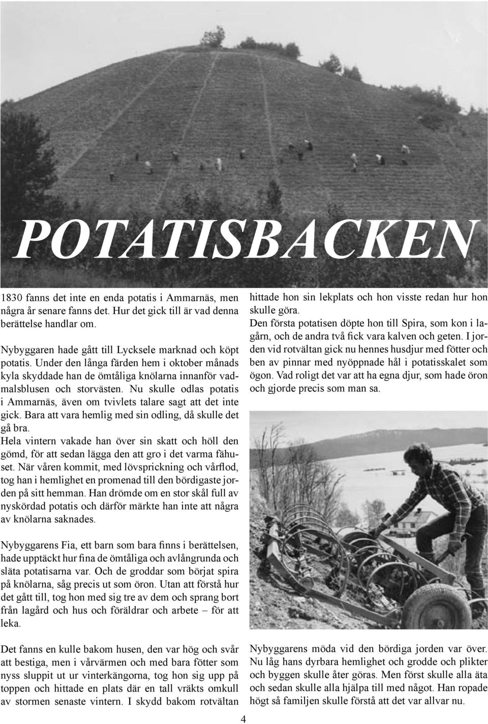 Nu skulle odlas potatis i Ammarnäs, även om tvivlets talare sagt att det inte gick. Bara att vara hemlig med sin odling, då skulle det gå bra.