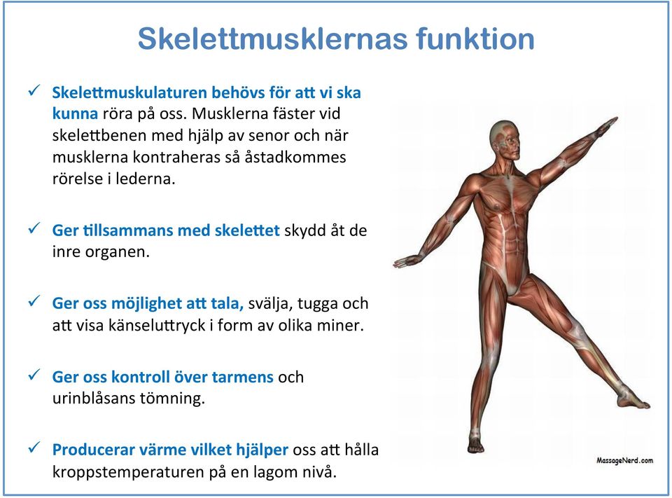 ü Ger 2llsammans med skele.et skydd åt de inre organen. ü Ger oss möjlighet a.