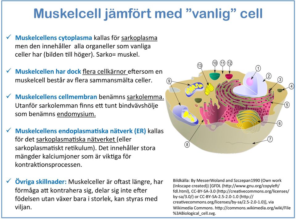 Utanför sarkolemman finns e% tunt bindvävshölje som benämns endomysium. ü Muskelcellens endoplasma2ska nätverk (ER) kallas för det sarkoplasmaaska nätverket (eller sarkoplasmaaskt reakulum).