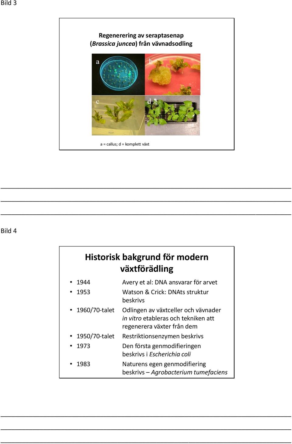 struktur beskrivs Odlingen av växtceller och vävnader in vitro etableras och tekniken att regenerera växter från dem