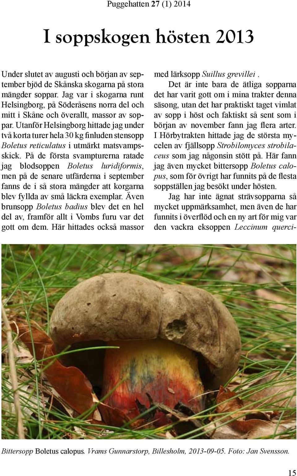 Utanför Helsingborg hittade jag under två korta turer hela 30 kg finluden stensopp Boletus reticulatus i utmärkt matsvampsskick.