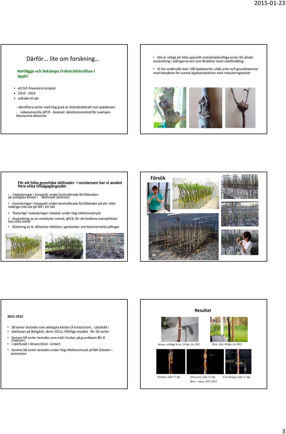 Vi har undersökt över 100 äpplesorter, vilda arter och grundstammar med betydelse för svensk äppleproduktion med inokuleringstester ett SLF finansieratprojekt 2010 2014 syftade till att: identifiera