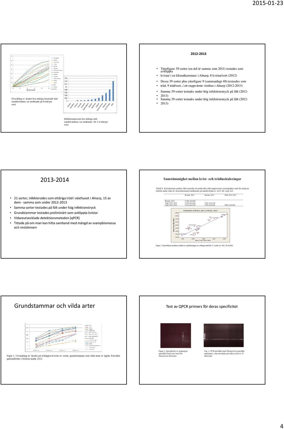 under hög infektionstryck på fält (2012 2013) Samma 39 sorter testades under hög infektionstryck på fält (2012 2013) Infektionsprocent hos ettåriga träd (medelvärdena var uträknade för 34 träd per