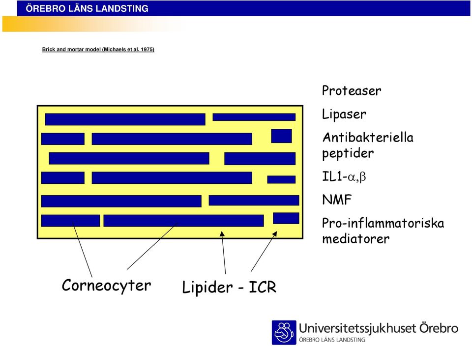 Antibakteriella peptider IL1- NMF