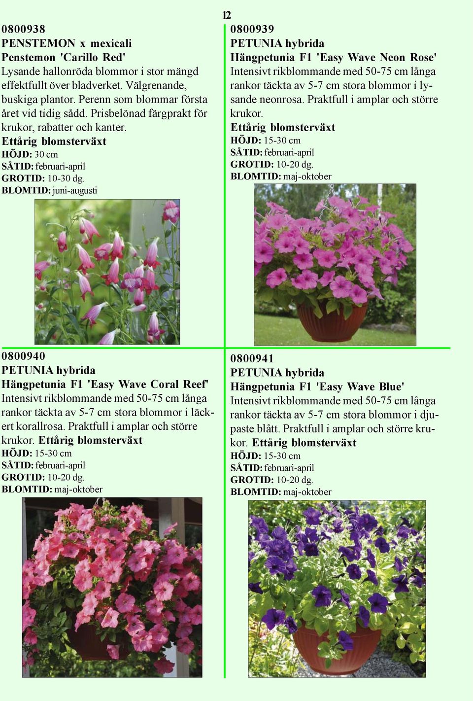 HÖJD: 30 cm BLOMTID: juni-augusti 12 0800939 PETUNIA hybrida Hängpetunia F1 'Easy Wave Neon Rose' Intensivt rikblommande med 50-75 cm långa rankor täckta av 5-7 cm stora blommor i lysande neonrosa.