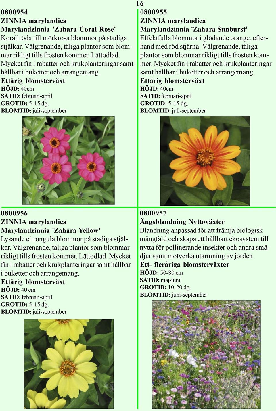 HÖJD: 40cm 16 0800955 ZINNIA marylandica Marylandzinnia 'Zahara Sunburst' Effektfulla blommor i glödande orange, efterhand med röd stjärna.