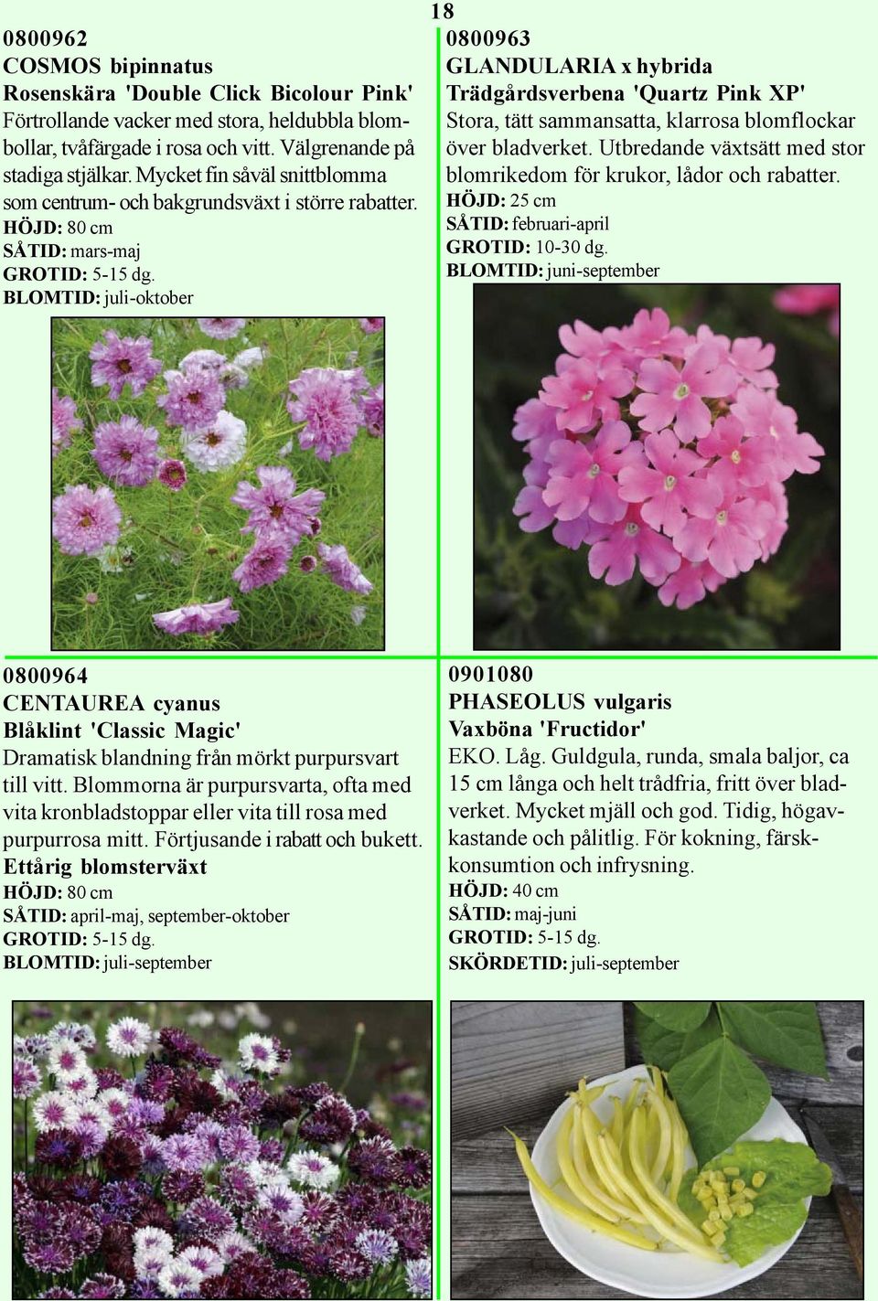 HÖJD: 80 cm SÅTID: mars-maj BLOMTID: juli-oktober 18 0800963 GLANDULARIA x hybrida Trädgårdsverbena 'Quartz Pink XP' Stora, tätt sammansatta, klarrosa blomflockar över bladverket.