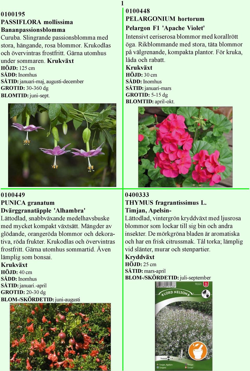 1 0100448 PELARGONIUM hortorum Pelargon F1 'Apache Violet' Intensivt ceriserosa blommor med korallrött öga. Rikblommande med stora, täta blommor på välgrenande, kompakta plantor.