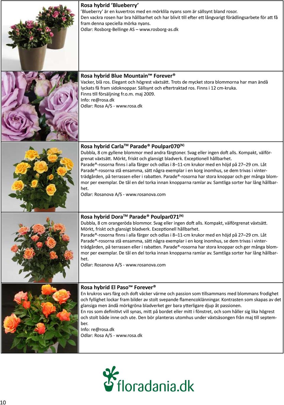 dk Rosa hybrid Blue Mountain Forever Vacker, blå ros. Elegant och högrest växtsätt. Trots de mycket stora blommorna har man ändå lyckats få fram sidoknoppar. Sällsynt och eftertraktad ros.