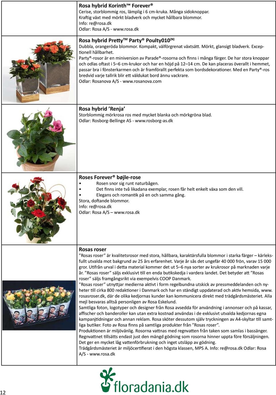 Party -rosor är en miniversion av Parade -rosorna och finns i många färger. De har stora knoppar och odlas oftast i 5 6 cm-krukor och har en höjd på 12 14 cm.