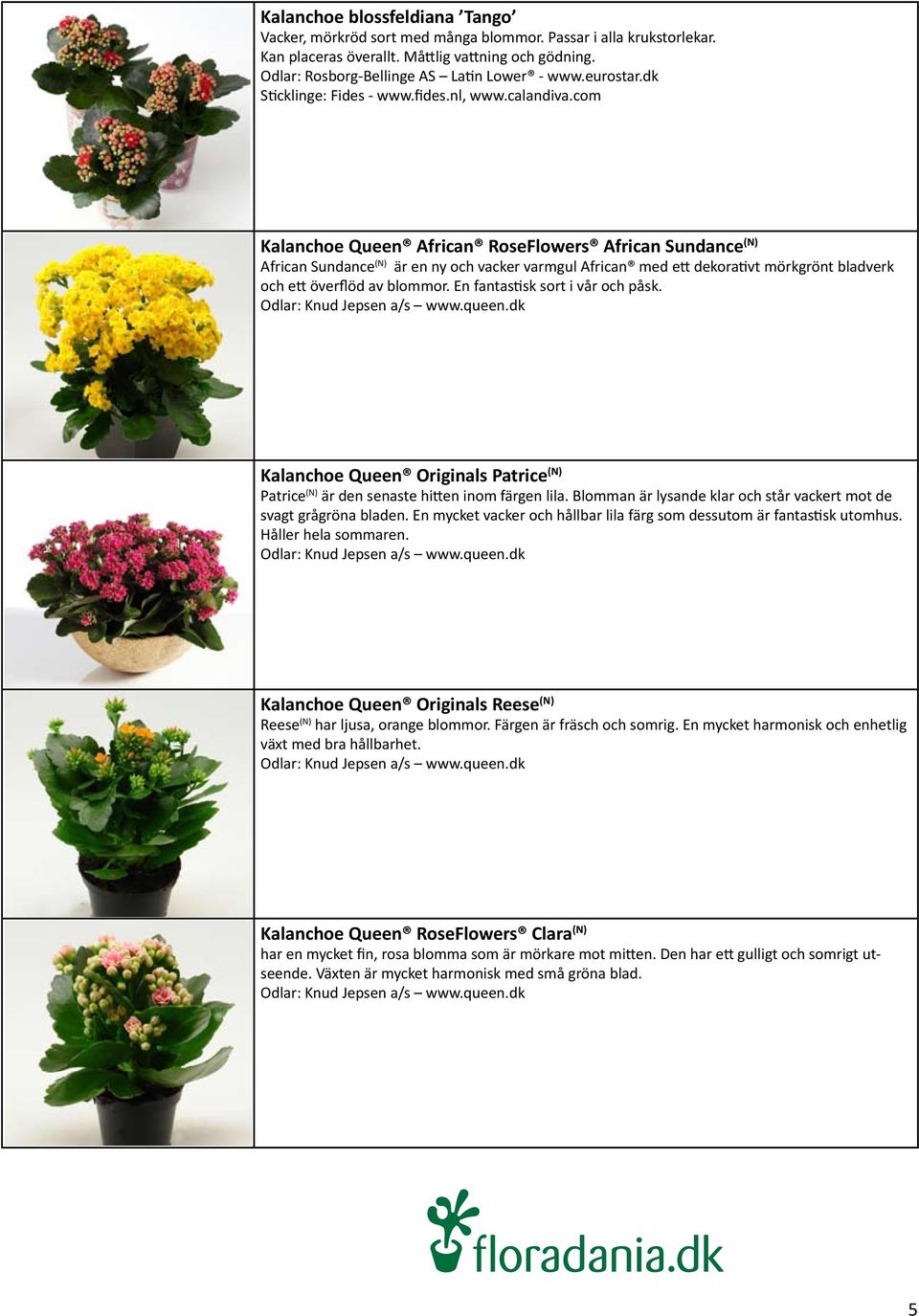 com Kalanchoe Queen African RoseFlowers African Sundance (N) African Sundance (N) är en ny och vacker varmgul African med ett dekorativt mörkgrönt bladverk och ett överflöd av blommor.